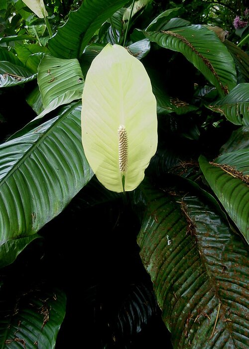 Anthurium Greeting Card featuring the photograph Anthurium by Eileen Lighthawk