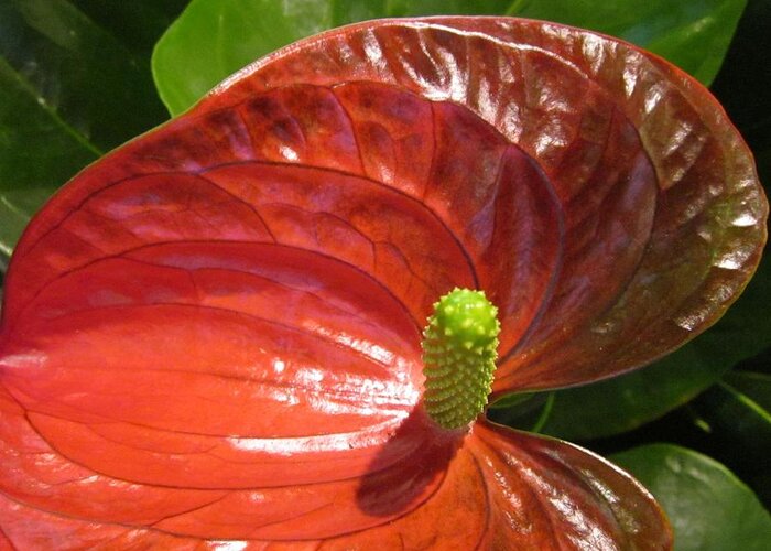 Flowerromance Greeting Card featuring the photograph Anthurium by Rosita Larsson