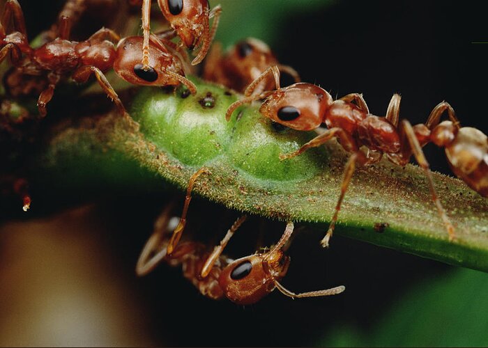 Feb0514 Greeting Card featuring the photograph Ants Drink Nectar From Whistling Thorn by Mark Moffett