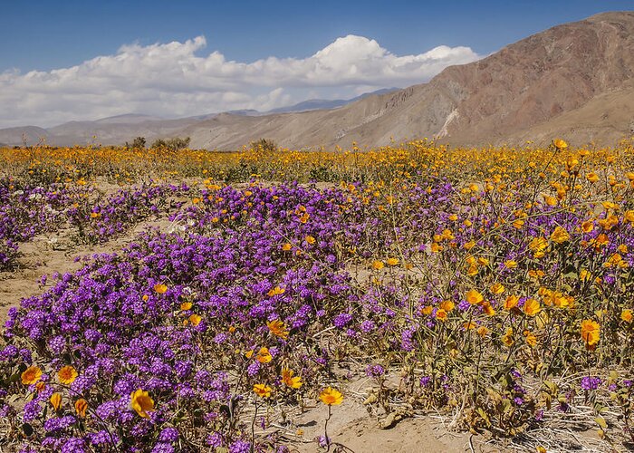 Photography Greeting Card featuring the photograph Anza-Borrego Wildflowers 25 by Lee Kirchhevel
