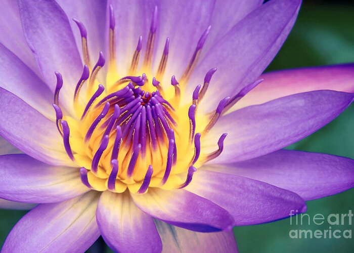 Waterlily Greeting Card featuring the photograph Ao Lani Heavenly Light by Sharon Mau