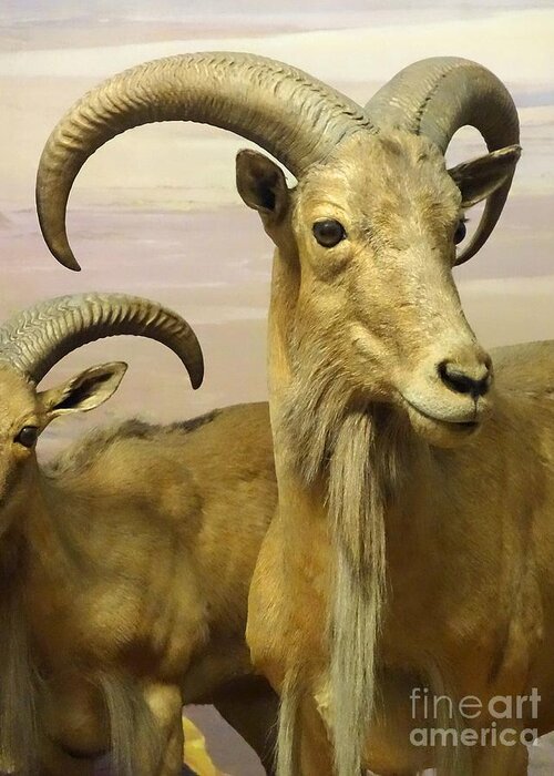 Aoudad Greeting Card featuring the photograph Aoudad by Cindy Manero