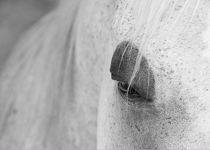 Animals Greeting Card featuring the photograph Appaloosa Eye by Mary Lee Dereske