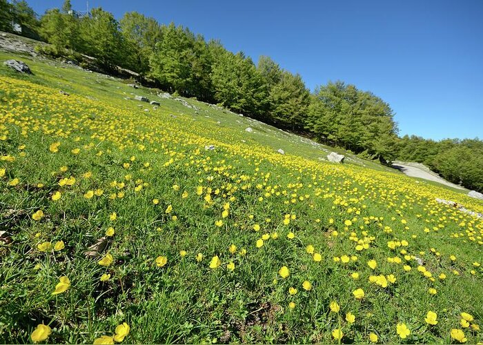 Appenine Buttercup Greeting Card featuring the photograph Appenine Buttercups In A Meadow by Bruno Petriglia