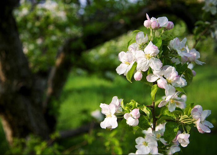Apple Greeting Card featuring the photograph Apple Blossoms in the Orchard by Mary Lee Dereske
