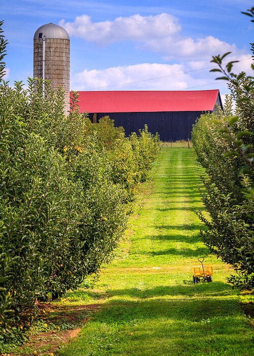 Kentucky Greeting Card featuring the photograph Apple orchard by Alexey Stiop