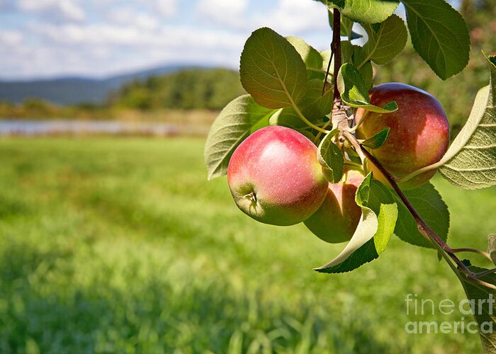 Apple Greeting Card featuring the photograph Apple orchard by Jane Rix