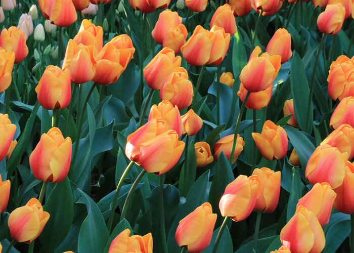 Tulip Greeting Card featuring the photograph Apricot Tulips by Carol Groenen