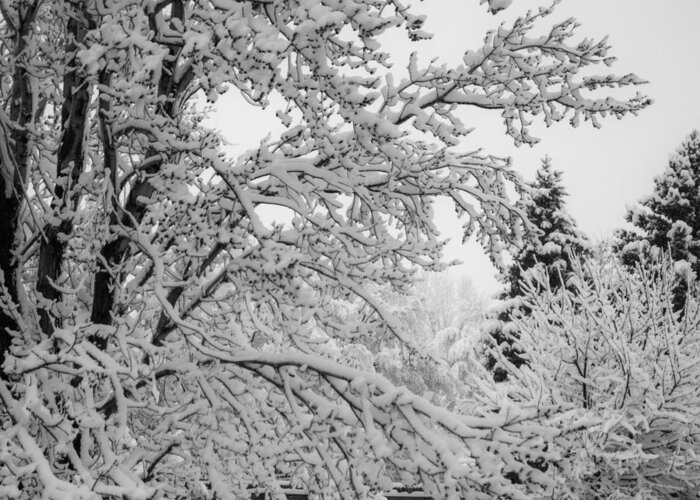 Trees Greeting Card featuring the photograph April Snow BW by Ernest Echols