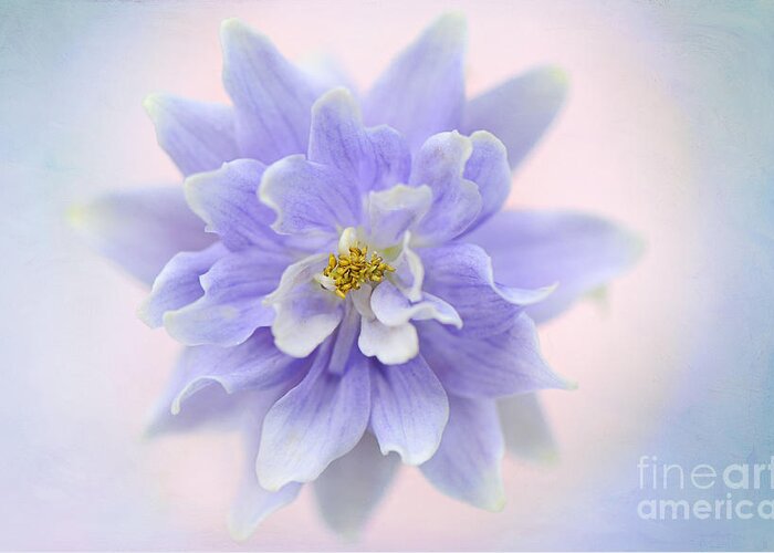 Aquilegia (columbine) Is A Genus Of About 60-70 Species Of Perennial Plants That Are Found In Meadows Greeting Card featuring the photograph Aquilegia Aura by Jacky Parker