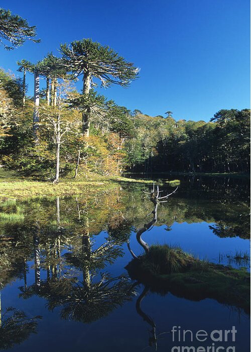Chile Greeting Card featuring the photograph Araucaria reflections in the Chilean Lake District by James Brunker