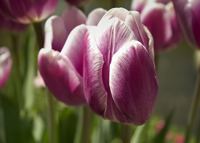 Canon T3i Greeting Card featuring the photograph Arboretum Tulips by Ben Shields
