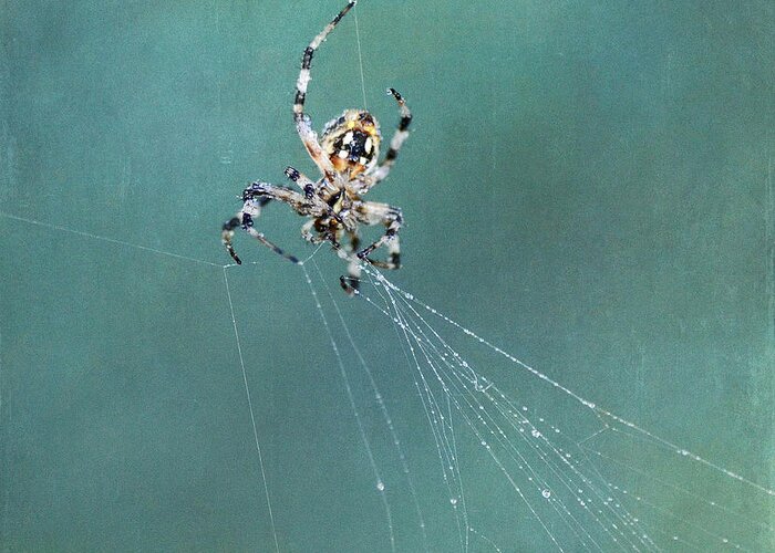 Garden Spider Greeting Card featuring the photograph Architect 2 by Fraida Gutovich