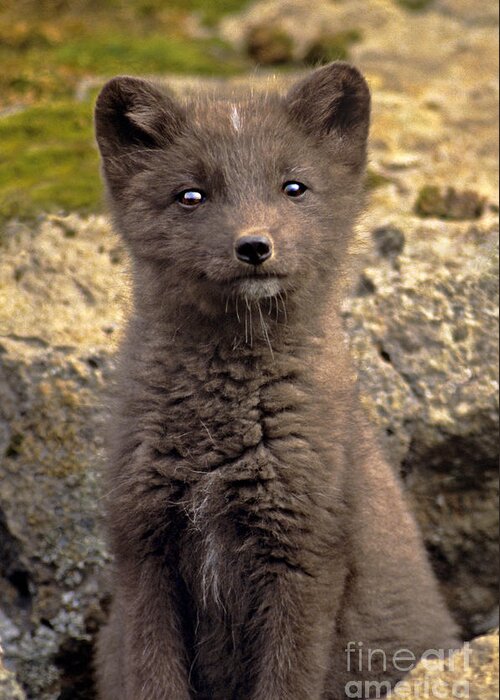 North America Greeting Card featuring the photograph Arctic Fox Pup Alaska Wildlife by Dave Welling