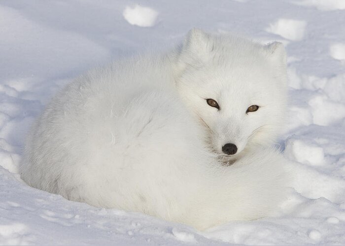 Feb0514 Greeting Card featuring the photograph Arctic Fox Resting Churchill Canada by Matthias Breiter
