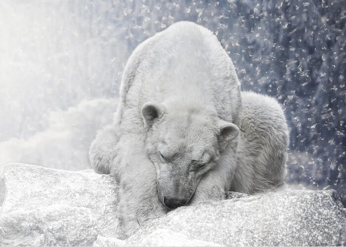 Animal Greeting Card featuring the photograph Arctic Giant Sleeping by Joachim G Pinkawa