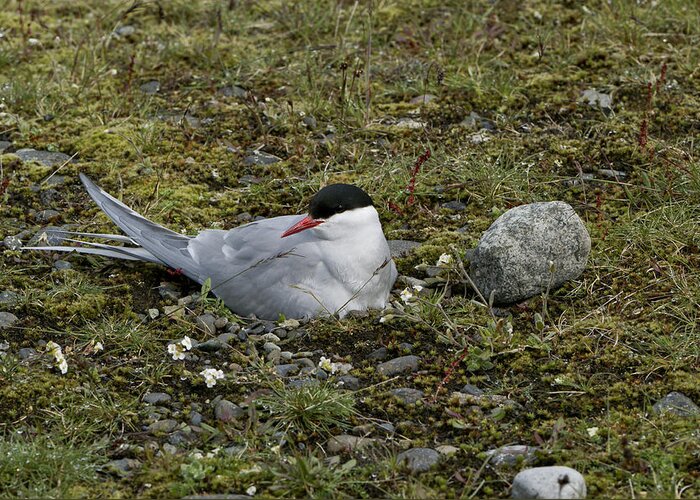  Arctic Tern Greeting Card featuring the photograph Arctic Tern Nesting by Brian Kamprath