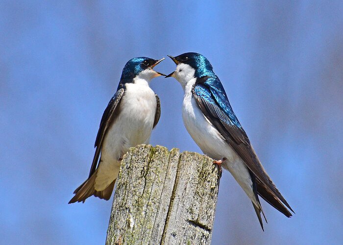 Bird Greeting Card featuring the photograph Argument by Rodney Campbell