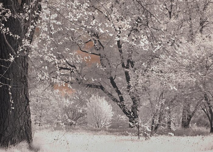 Arnold Arboretum Greeting Card featuring the photograph Arnold Arboretum in Infrared by Joann Vitali