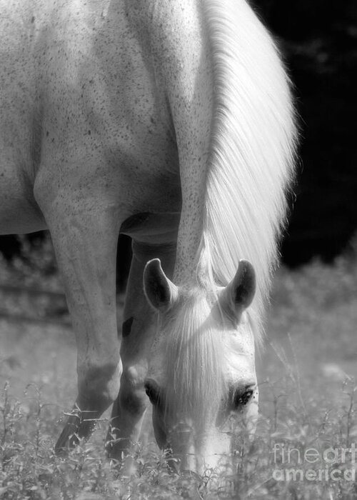 Horse Greeting Card featuring the photograph Arnold by Donna Cloutier