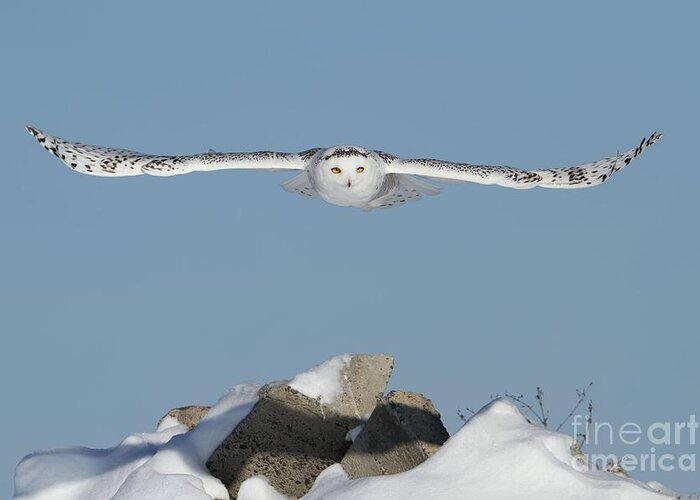 Snowy Owls Greeting Card featuring the photograph Arrival of the goddess by Heather King