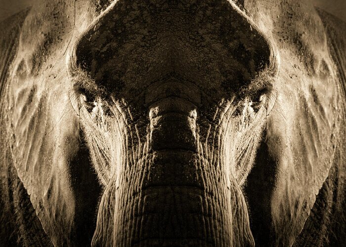 Animal Trunk Greeting Card featuring the photograph Artistic Symmetrical Elephant Portrait by Ricardoreitmeyer