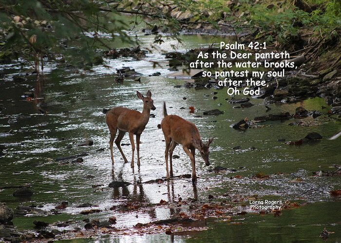 As The Deer Pants  Lakeside Reflections