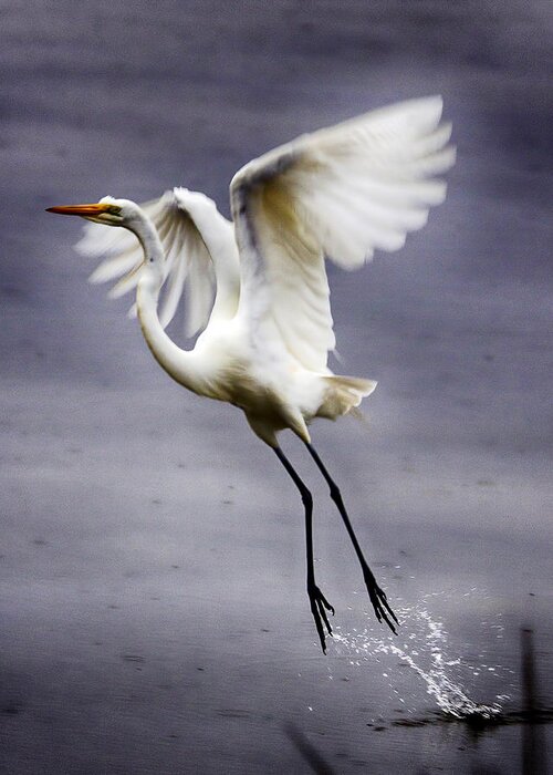 Great Egret Greeting Card featuring the photograph Ascension by Alan Raasch
