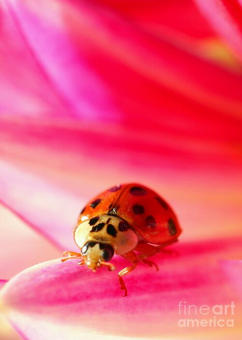 Red Greeting Card featuring the photograph Asian Lady Beetle 2 by Amanda Mohler