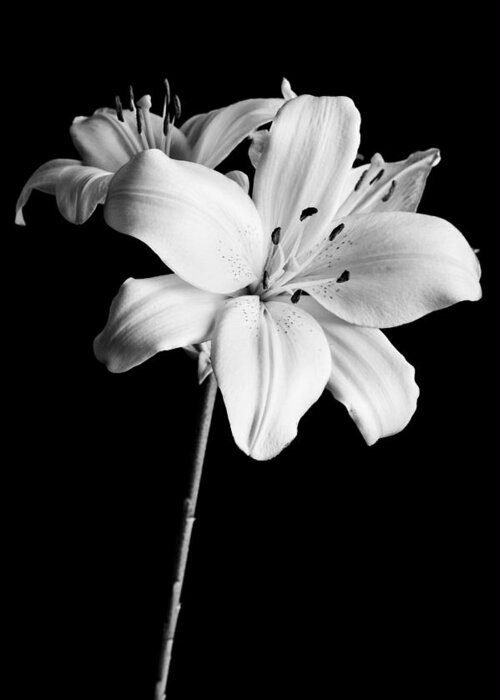 Asian Lilies Greeting Card featuring the photograph Asian Lilies 2 by Sebastian Musial