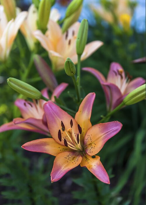 Mark Papke Greeting Card featuring the photograph Asiatic Lillies by Mark Papke
