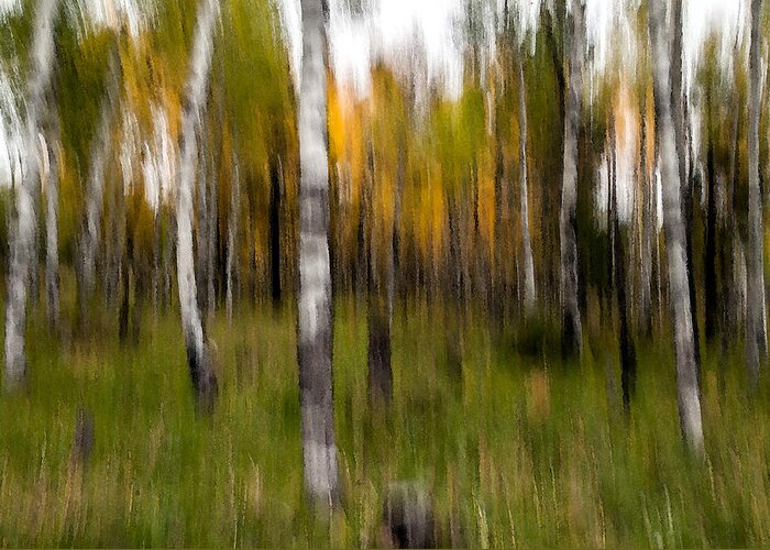 Hart Prairie Greeting Card featuring the photograph Aspen Trees Abstract by Tam Ryan