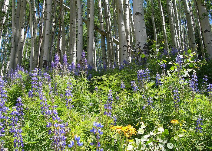 Crested Butte Greeting Card featuring the photograph Aspen And Wildflowers by Lorraine Baum