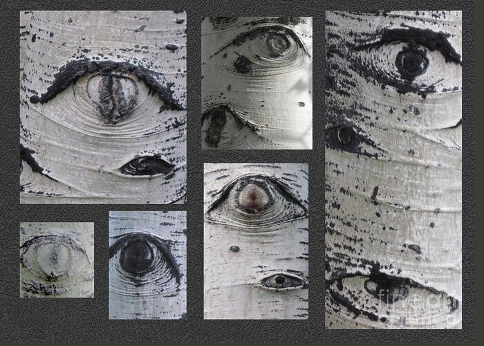 Aspen Greeting Card featuring the photograph Aspen Eyes are Watching You by Conni Schaftenaar