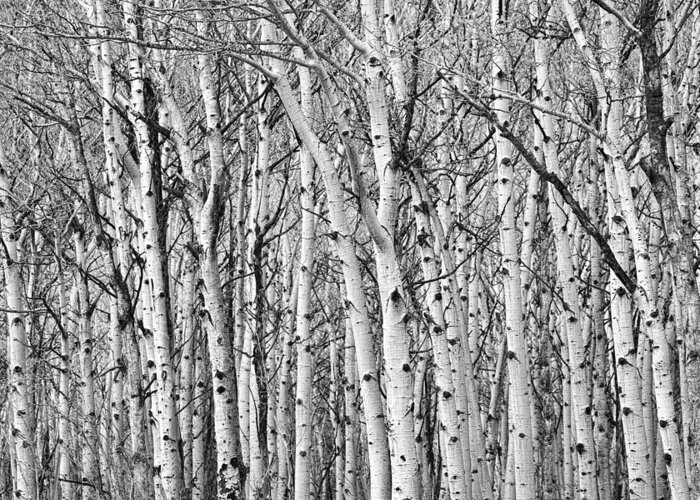 Scenic Greeting Card featuring the photograph Aspen Forest Tree Trunk Bark by James BO Insogna