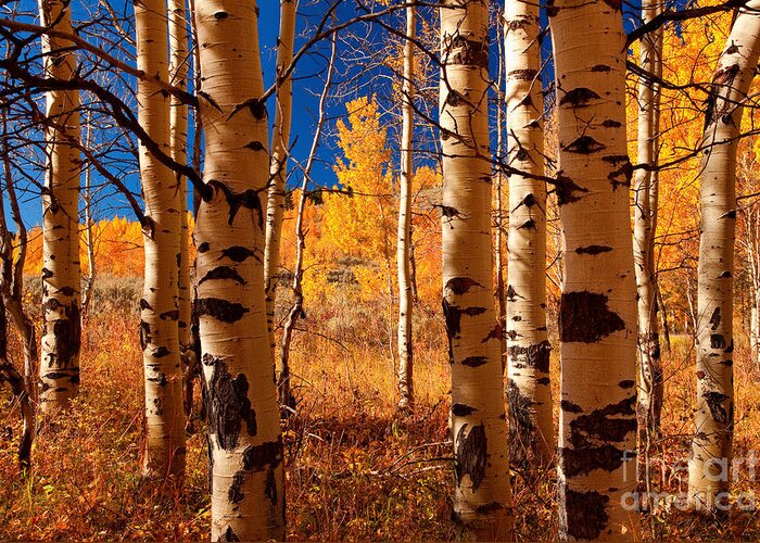 Aspens Greeting Card featuring the photograph Aspen Grove by Aaron Whittemore