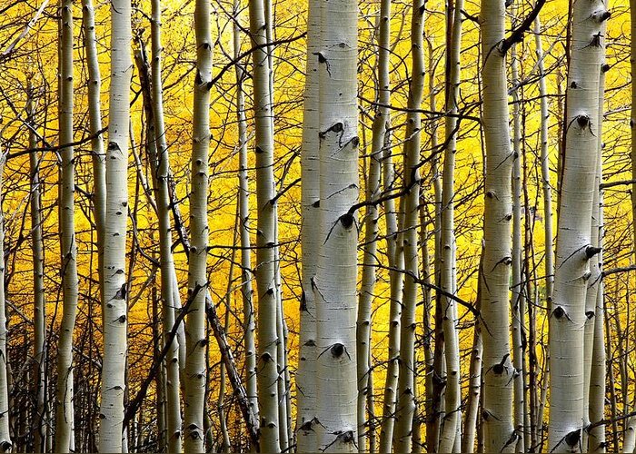 Autumn Greeting Card featuring the photograph Aspen in full display at Kebler Pass by Jetson Nguyen