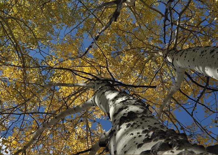 Gold Greeting Card featuring the photograph Fall Aspen by Frank Madia