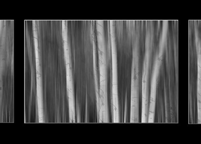 Aspen Greeting Card featuring the photograph Aspen Splendor Dreaming Triptych in Black and White by James BO Insogna