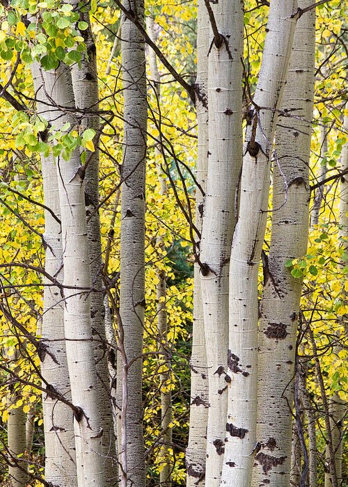 Aspen Greeting Card featuring the photograph Aspen Trees in Autumn Color Portrait View by James BO Insogna