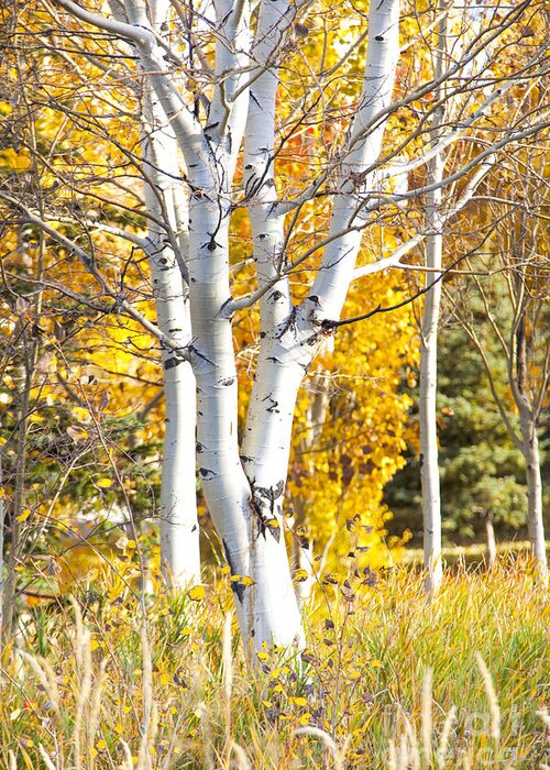 Utah Greeting Card featuring the photograph Aspens in fall by David Millenheft