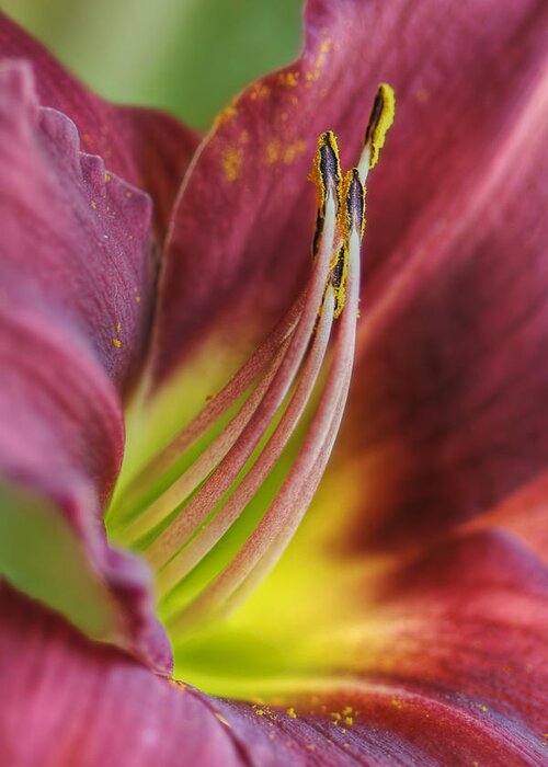 Flowers Greeting Card featuring the photograph Aspiration - Day Lily by Nikolyn McDonald