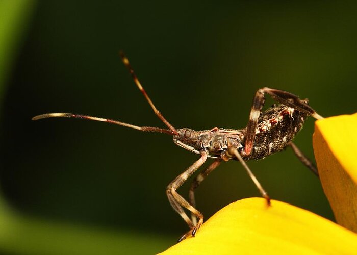 Assassin Bug Greeting Card featuring the photograph Assassin Bug by Mike Farslow