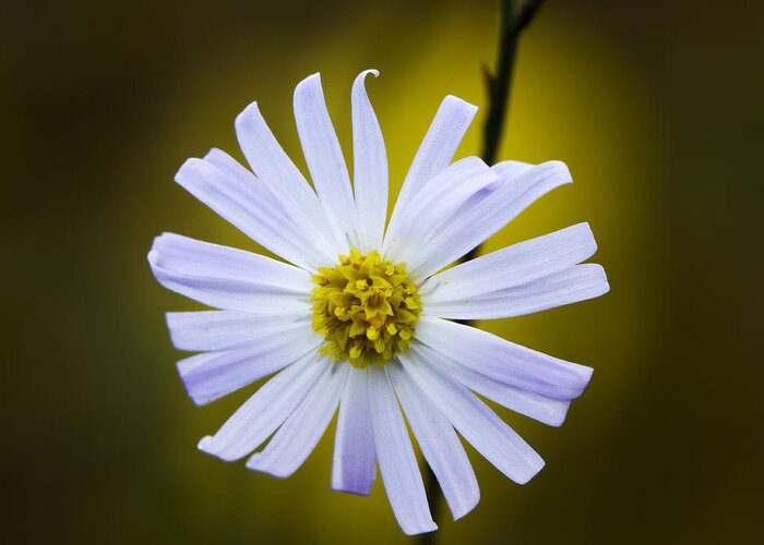 Wildflower Greeting Card featuring the photograph Aster by Steven Schwartzman