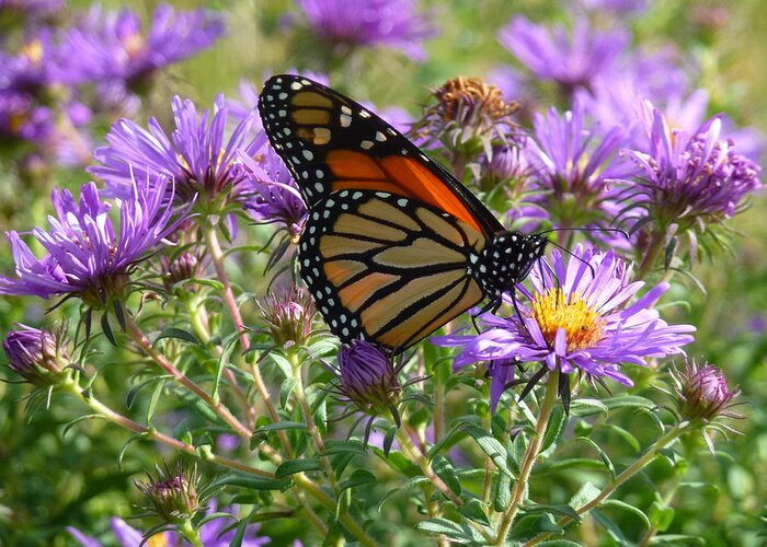 Purple Asters. Yellow Centers Greeting Card featuring the photograph Asters and Butterfly by Barbara Ebeling