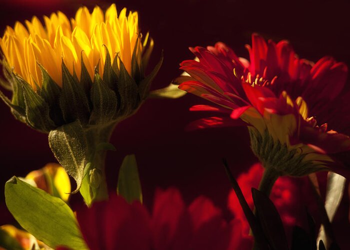 Flower Greeting Card featuring the photograph Asters in the Light by Andrew Soundarajan