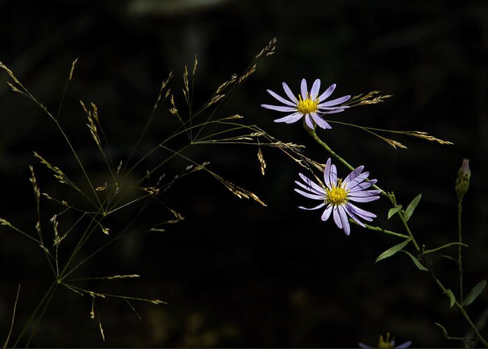 Asters Greeting Card featuring the photograph Asters in Woodland Light by Michael Dougherty