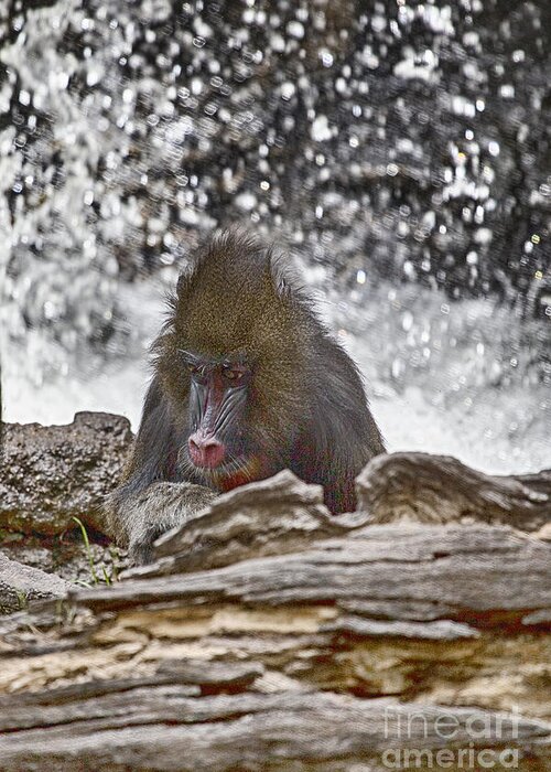 Mandrill Greeting Card featuring the photograph At the Edge of the Waterfall by Douglas Barnard
