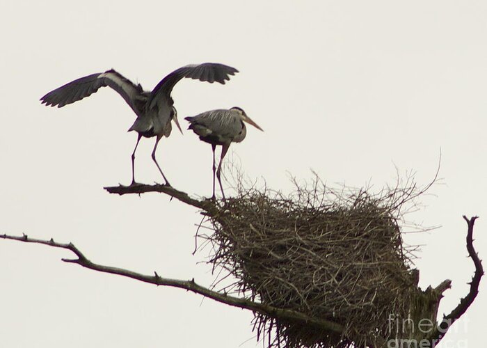 Herons; Rookery; Nest; Danville Greeting Card featuring the photograph At the Rookery by Alice Mainville