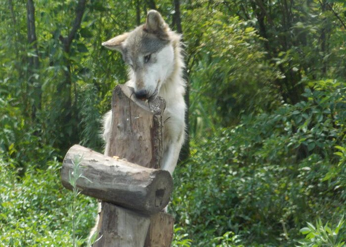 Wolf Greeting Card featuring the photograph At Wolf Hollow by Catherine Gagne